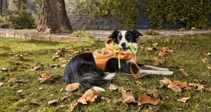 Get Your Pet Ready for Halloween With PetSmart