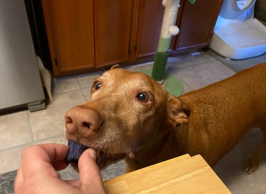 Freya trying PupGum for the first time