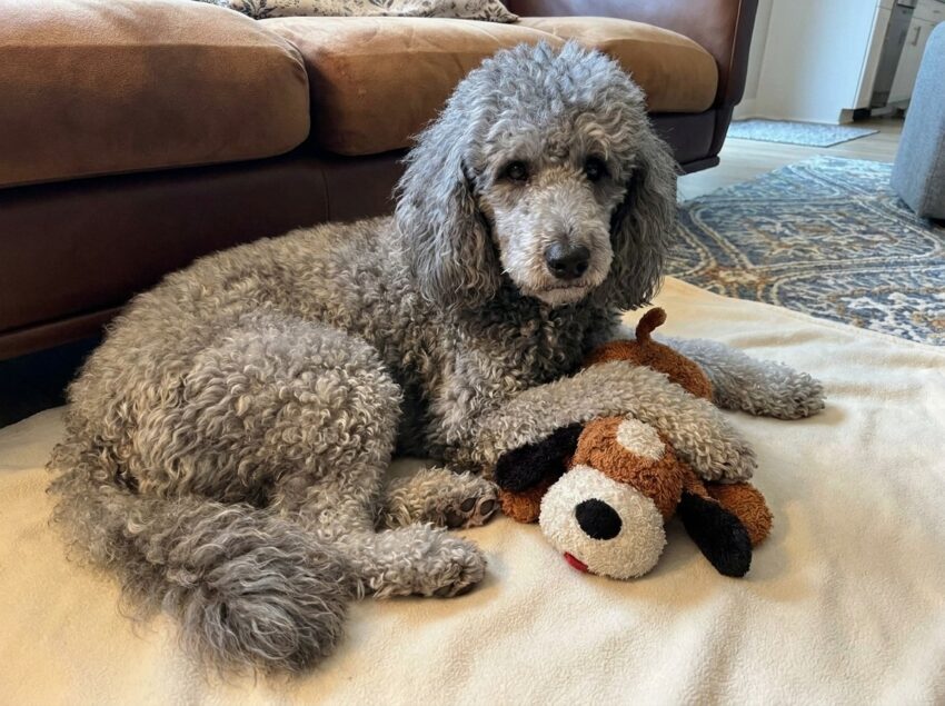 Snuggle Puppy vs. ThunderShirt vs. Calming Chews: What Actually Helps Dogs With Thunder and Fireworks Anxiety?