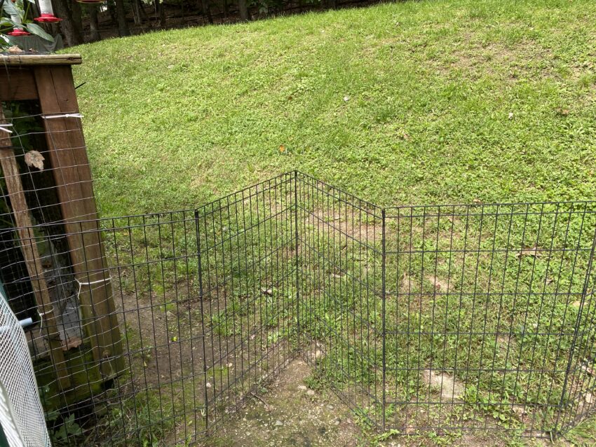 Little yard