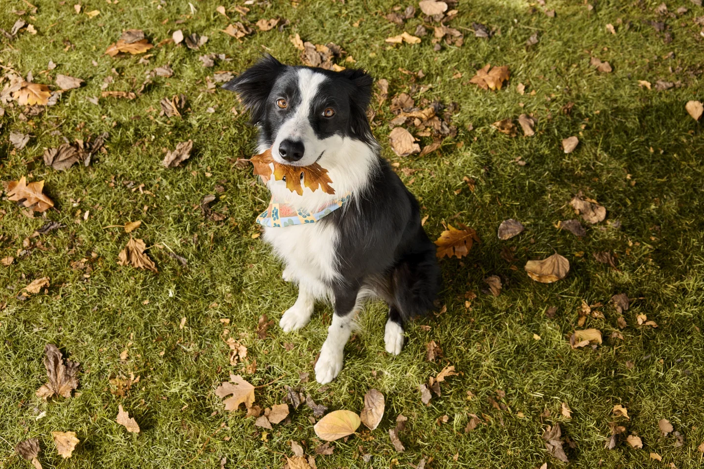 PetSmart’s Fall Savings Event Is Giving Treats Rewards Members 10X Points on Pet Essentials
