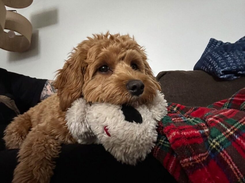 Snuggle Puppy vs. The Old T-Shirt Trick