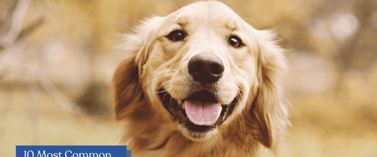 Discover the top 10 health issues that Golden Retrievers are prone to and learn how to identify and manage them