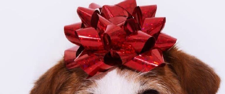 Looking for the best personalized gifts for dog lovers? These 10 ideas make perfect holiday, birthday, or even memorial gifts! Check them out!