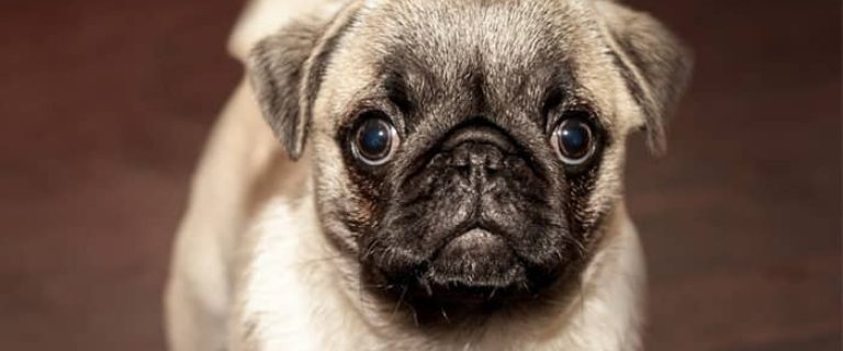 Looking for the best dog breeds weighing under 20 pounds? If you love small dogs, you have to check out these top ten breeds! They are perfect for apartment living!