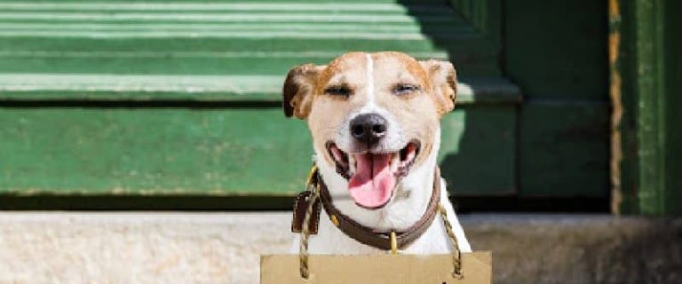 Looking for some brilliant and meaningful names for your newly rescued dog? Check out 100 we love!