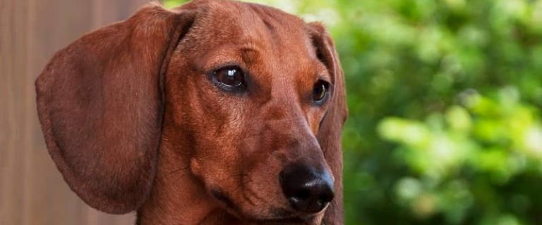 Looking for some extraordinary dog names that mean red? Check out 100 that are perfect for Dachshunds, red Dobies and other scarlet pups!