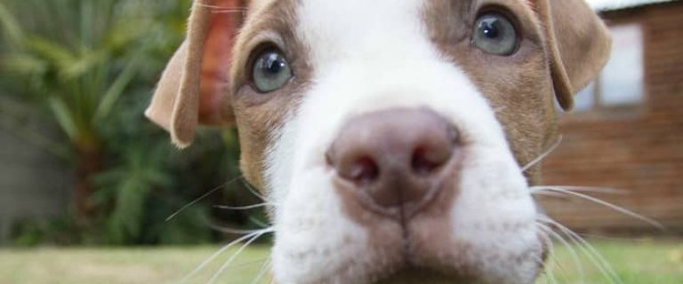 These adorable Pitbull puppy pictures are going to make you smile! These puppies are so cute it almost hurts, you have to see!