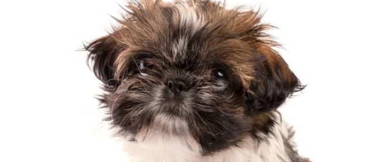 Looking for a new furry friend that's not a killer on allergies? Check out our picks for the 5 all-around best small hypoallergenic dogs for families.