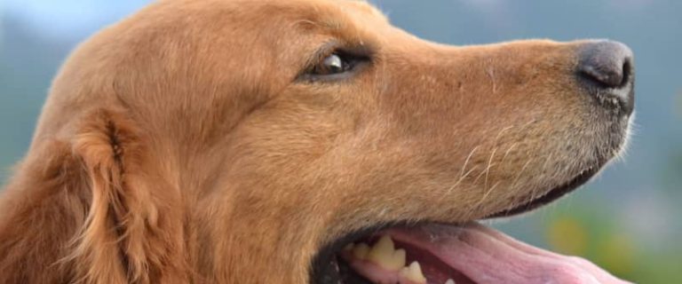 Looking for fun facts about Golden Retrievers? Today, we're going to check out some things about America's 3rd favorite dog that you probably didn't know!