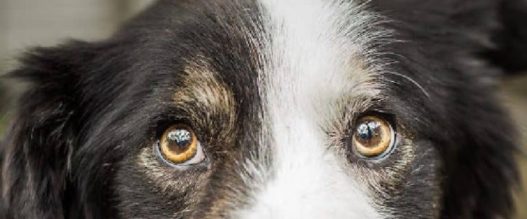 “Why do dogs instinctively know when something is wrong?” If you’re wondering the same thing, read on for 5 potential answers!