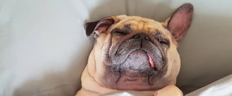 How can you prevent an older dog from falling off of the bed? Read on for 6 tips that will help your senior pooch sleep all safe and sound!