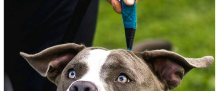 7 Things-Only-Blue-Nose-Pit-Owners-Can-Understand