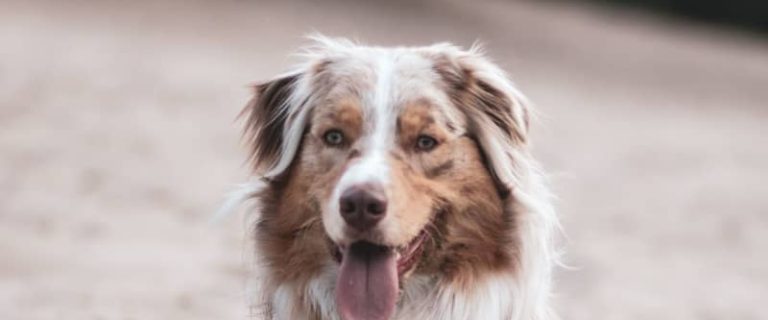 Looking for some adorable Australian Shepherd dog names? How about 95 of them? We've chosen the best inspired by all the features of this gorgeous dog!