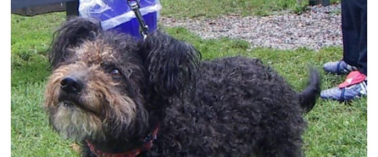 Have you heard? The AKC just welcomed their 190th dog breed! Come learn all about the lively, energetic Pumi and find out what this means for him!