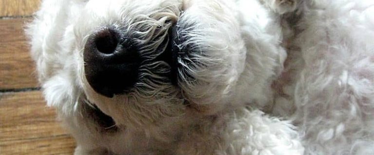 The miniature poodle is an active small hypoallergenic dog that LOVES to make a big mess, so be ready to keep up with his energy and bathing needs!