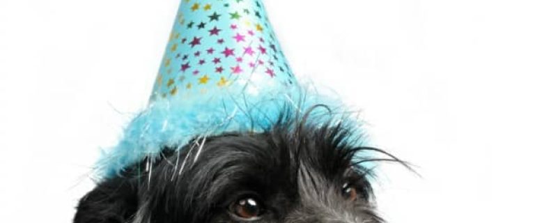 Want to celebrate the arrival of your new family friend in style? Check out these fun dog adoption day party ideas to give your canine a grand welcome!