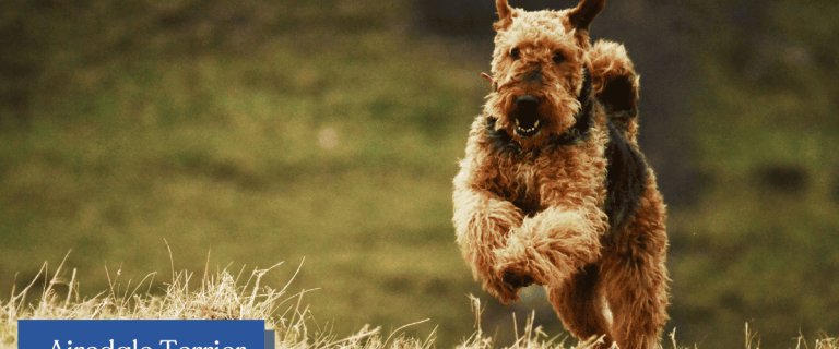 Curious if the lovable Airedale Terrier is the right breed for you? Check out our complete guide to their history, temperament, health, trainability, and more!