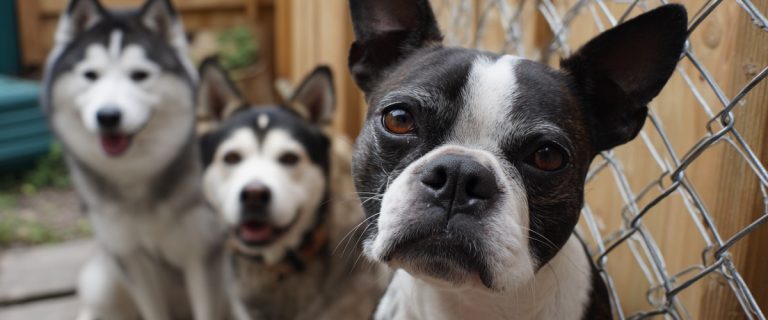 Most popular american dog breeds