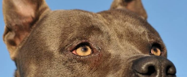 Not all Bully breeds are created equally. So what's the difference between an American Staffordshire Terrier vs, the Pit Bull? Find out.