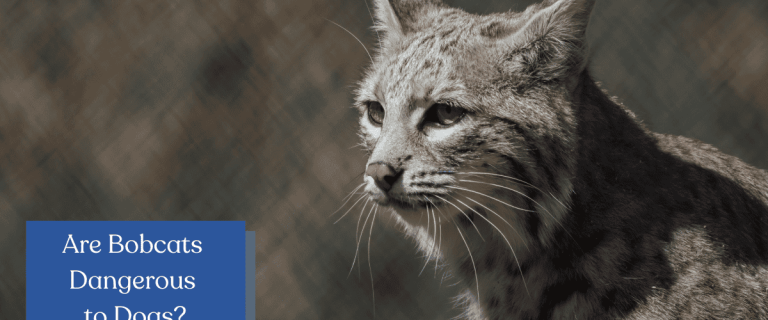 Are bobcats dangerous to dogs? Find out if these wild kitties pose a threat to your pup, plus learn about other wild animals that are dangerous to dogs!