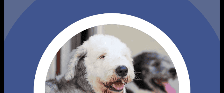 Are Old English Sheepdogs Hypoallergenic? We’ll give you that answer, as well as everything you need to know about OES temperament, health, and care! Let’s check it out!