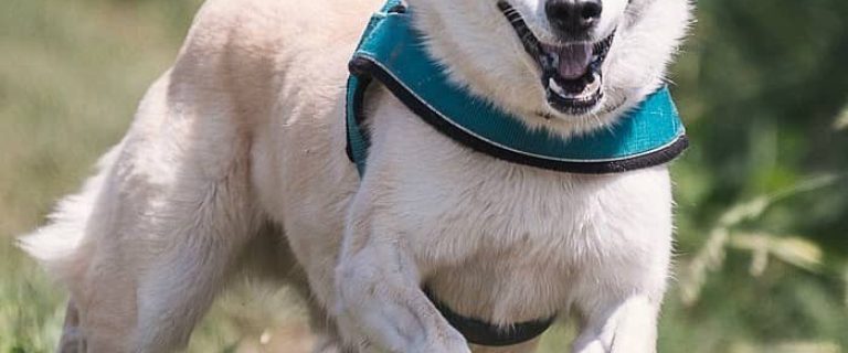 Tired of getting dragged down the street when walking your dog? Check out these awesome no-pull dog harnesses that stop them from yanking you around!