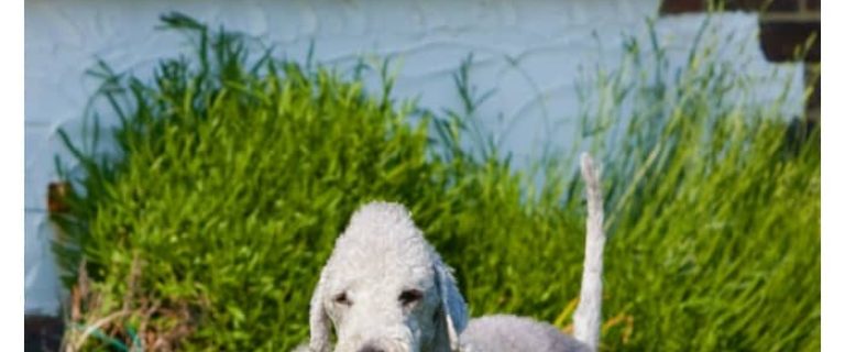 The Bedlington Terrier is one of the most famous dogs with a charming personality. Is he also hypoallergenic? Find out!