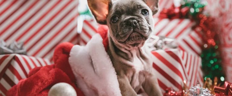 Getting a new puppy for the holidays? You’ll definitely want to check out our favorite Christmas dog names for boys and girls!