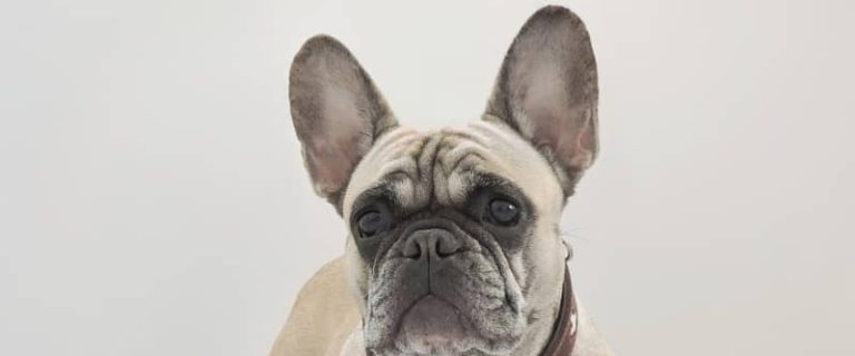 If you're searching for the best dog beds for French Bulldogs, you'll love our list! Check out 10 diverse options for your little lady or gentleman!