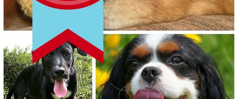 Looking for the best canine companion to fit your family? Check out our list of the best dog breeds to adopt for just about every lifestyle!