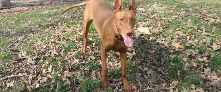 Best Flea Medicine for Dogs Without Vet Prescription (That Still Works)