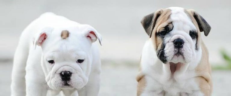 Thinking of getting a new pup? Make sure you're getting your family friend from a reputable source. Check out the best places to find puppies for sale!