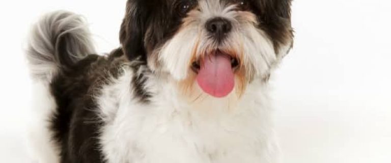 Looking for the best small hypoallergenic dogs for adoption? Check out our list of some of the sweetest pooches that your family will adore!