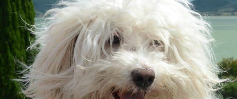The Bolognese dog makes a great family pet - if you can outsmart it. The Bolognese hypoallergenic dog is a friendly little pooch, but it also likes to get its way!