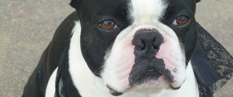 Boston Terriers are consummate family dogs. Boston Terriers are a popular breed because of their affectionate, inquisitive, and exuberant nature.
