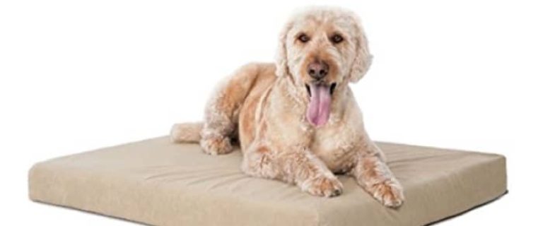 If you're searching for BuddyRest Dog Bed reviews, chances are you need something supportive for you pup! Check out our top 4 picks and the pros & cons of each!