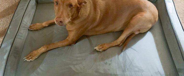 Bully Beds Orthopedic Dog Bed Review