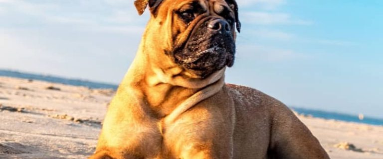 If you're searching for the best Caribbean dog names, you'll love our list! Check out 100 perfect names for male & female pups!