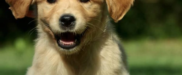 Before you buy a pure bred dog, check out these tips for finding a certified breeder for Golden Retrievers to make sure you're getting a healthy family dog.