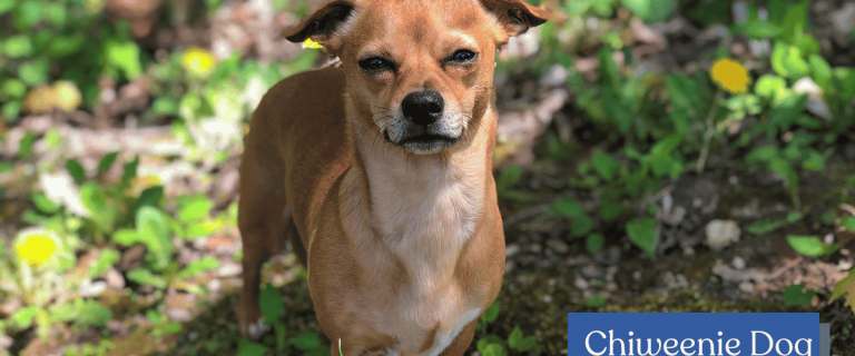 Discover the adorable charm of Chiweenie dogs - a delightful blend of Chihuahua and Dachshund. Explore their unique traits and lovable personalities.