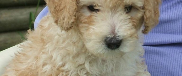 The Cockapoo is one of the most outdoorsy of the small hypoallergenic dogs. The Cockapoo is one of the most loving - and dirty - small hypoallergenic dogs.