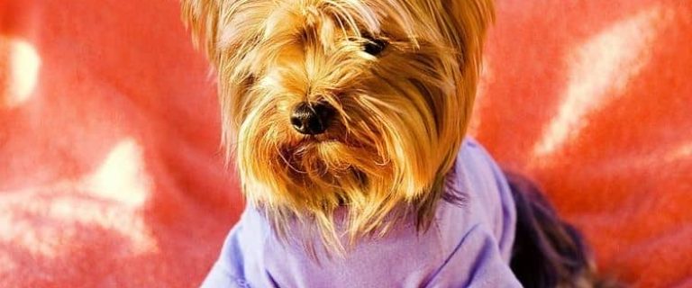 Hypoallergenic dogs, or dogs that don't shed are great for allergies and keeping the house hair-free. These 5 small hypoallergenic dogs are adorable.
