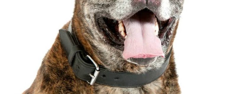 Contrary to a growing trend, there are no best dog foods for certain breeds. The best dog foods for any breed are ones with high quality ingredients.