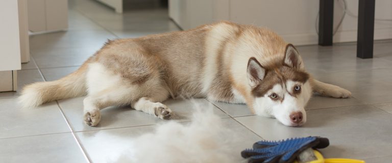 How to Detangle Dog Hair the Easy Way (Without a Groomer)