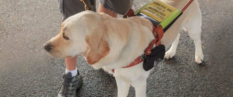 Difference Between a Service Dog and an Emotional Support Animal