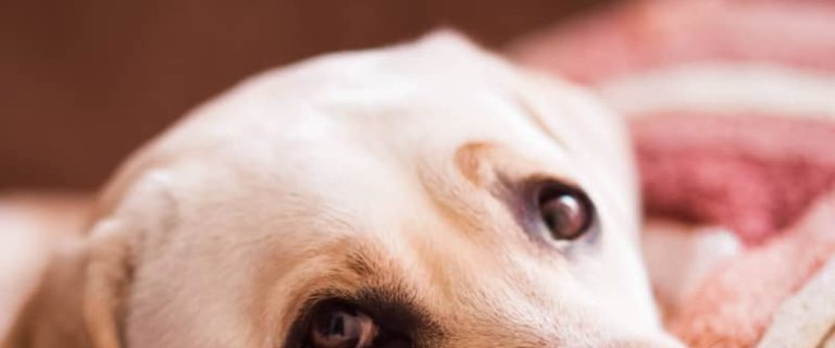 Do dogs get sad when you get another dog? Read on for the answer, plus other emotions your dog may experience beyond depression.