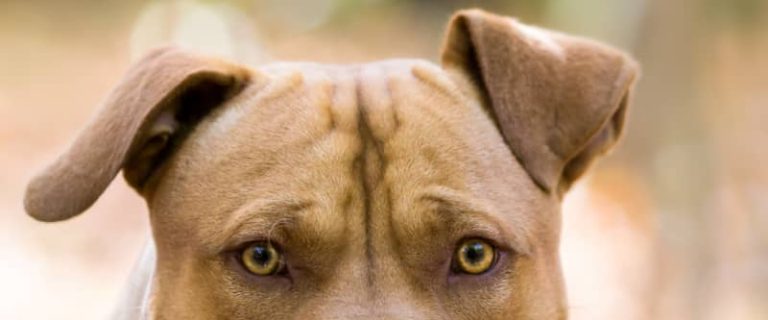 Have you ever wondered if Pitbulls make good therapy dogs? Given their unearned reputation, the answer may surprise you! Find out!