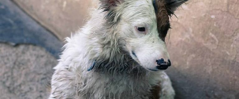 These beautiful dog videos about rescue stories and adoptable dogs looking for their Forever Home are sure to touch your heart. Plus see how you can help!