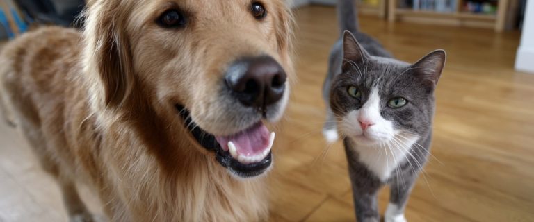 Best Dog Breeds for Cats